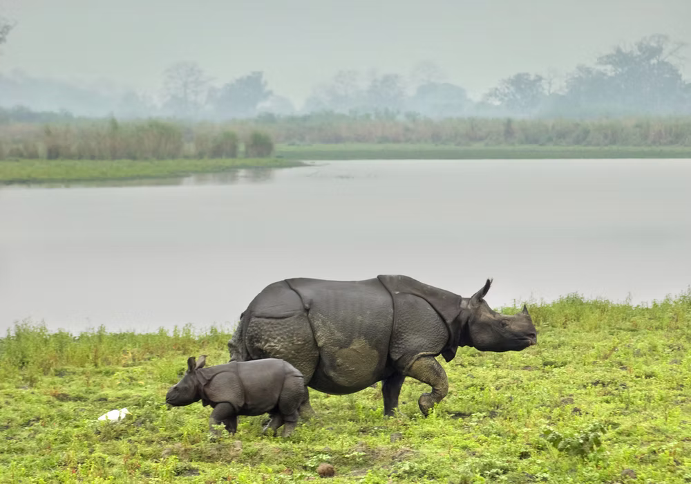 Diphlu River Lodge · Kaziranga