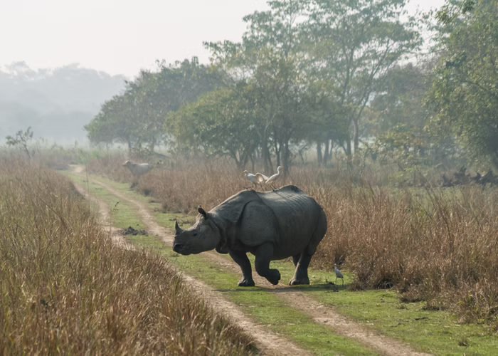 Rhinos & More